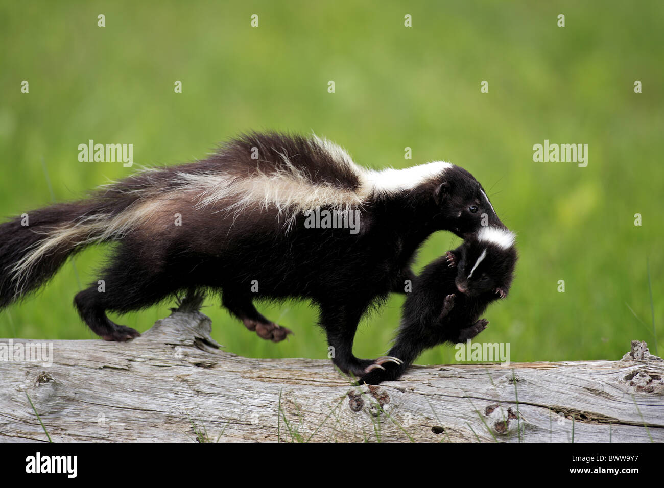 Mutter mit Baby - mother with baby Tragegriff Nackenbiss - bite to carry  skunk skunks mustelid mustelids mammal mammals animal Stock Photo - Alamy