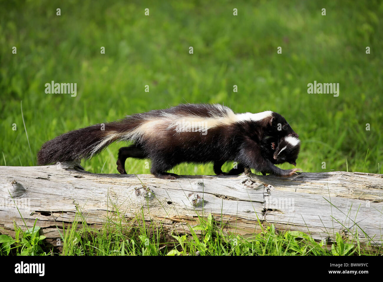 Mutter mit Baby - mother with baby Tragegriff Nackenbiss - bite to carry skunk skunks mustelid mustelids mammal mammals animal Stock Photo - Alamy Mutter mit Baby - mother with baby Tragegriff Nackenbiss - bite to carry skunk skunks mustelid mustelids mammal mammals animal Stock Photo - Alamy
