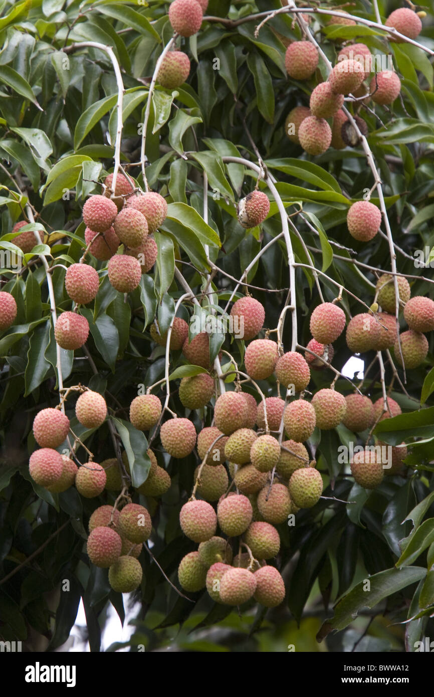 Lychee fruit growing on tree Madagascar Stock Photo Alamy