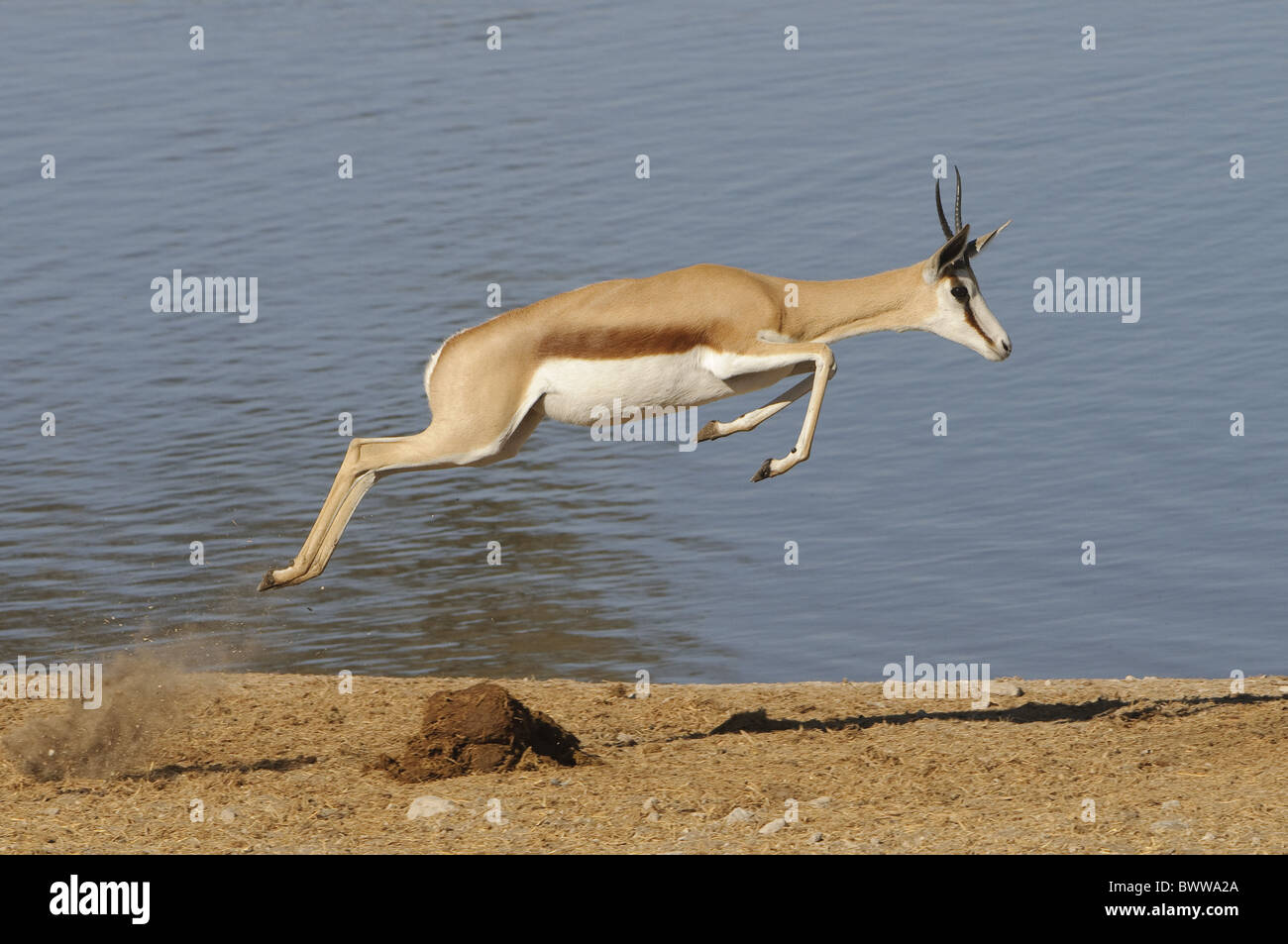 Springbok jump hires stock photography and images Alamy