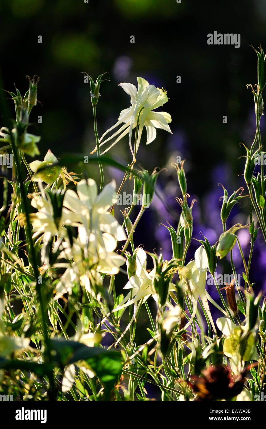 white columbine flowers Stock Photo