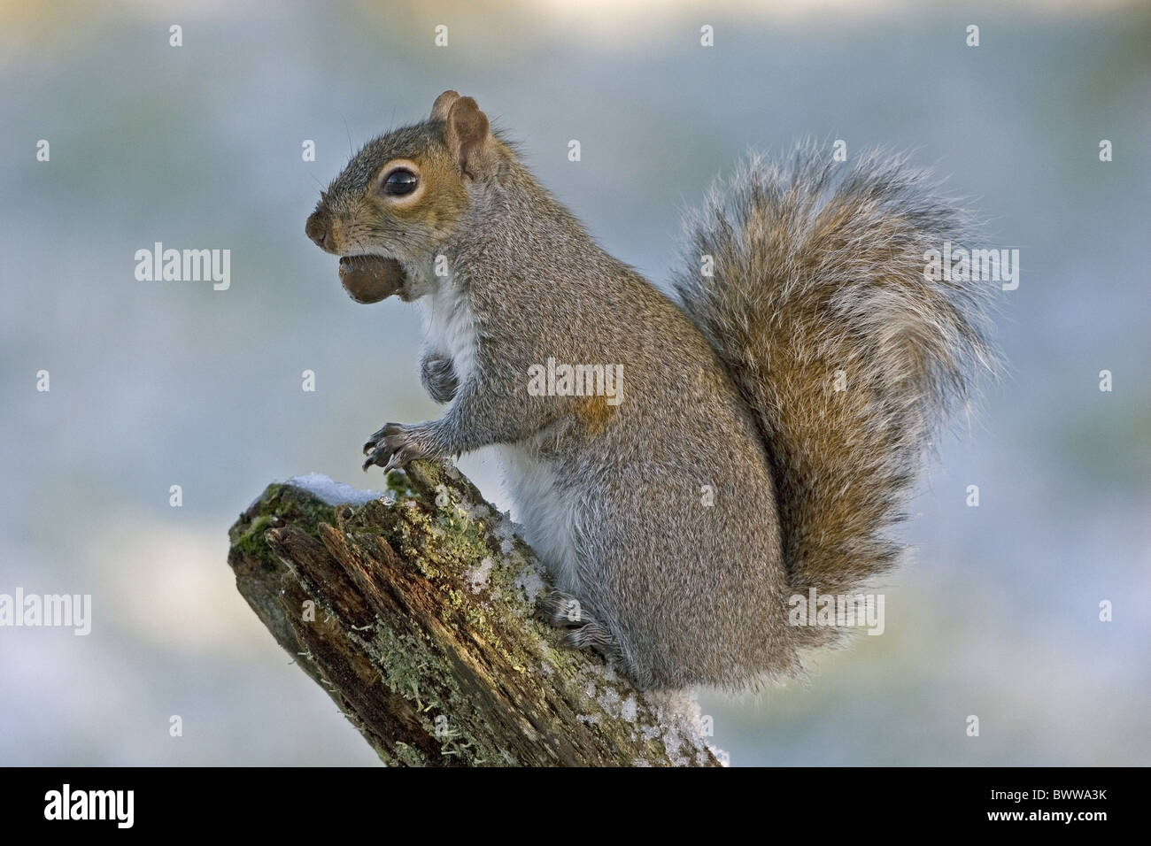 Grey squirrel Sciurus carolinensis eating acorn sitting old fence post snow lichen January U.K