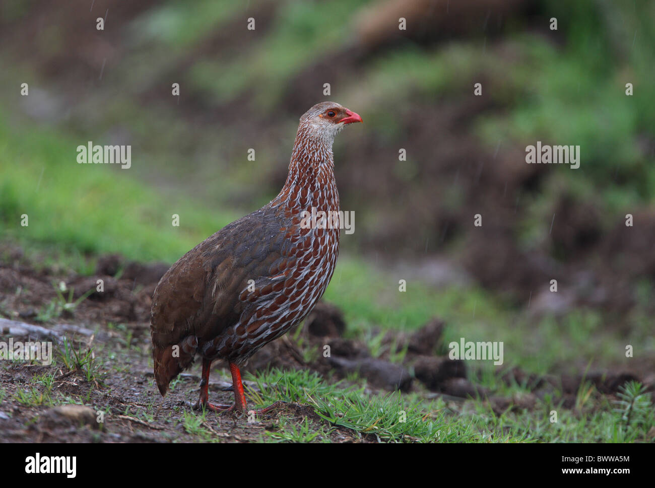 Standing On Track In Rainfall Hi res Stock Photography And Images Alamy standing-on-track-in-rainfall-hi-res-stock-photography-and-images-alamy