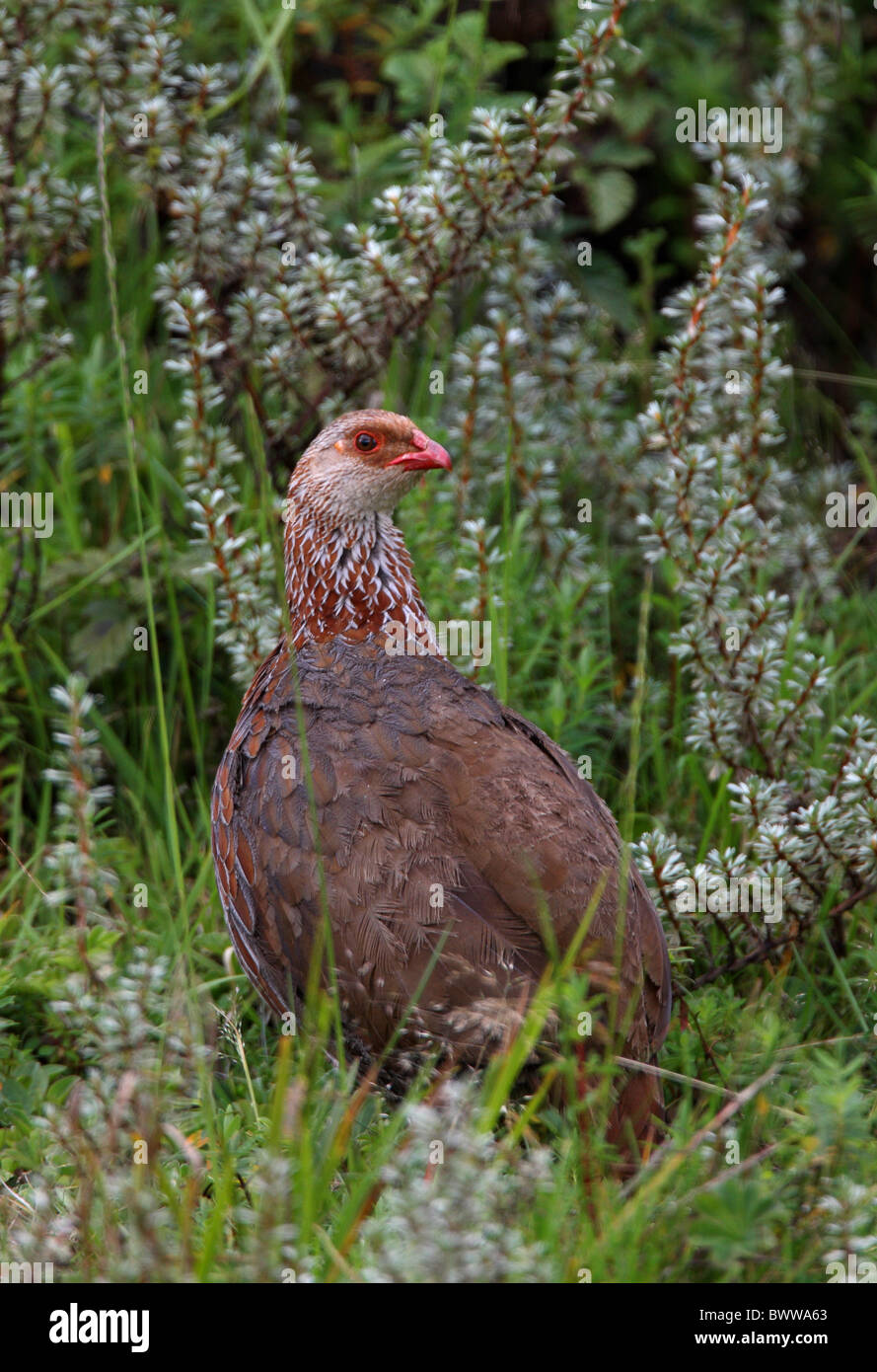 Jacksons Francolin Hi res Stock Photography And Images Alamy jacksons-francolin-hi-res-stock-photography-and-images-alamy