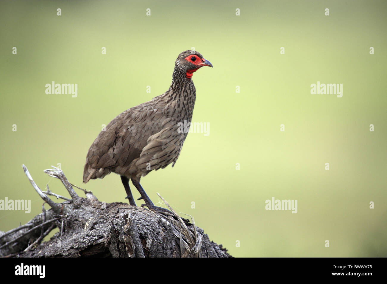 Swainson's Francolin (Francolinus swainsonii) adult, standing on branch, Kruger N.P., South Africa Stock Photo