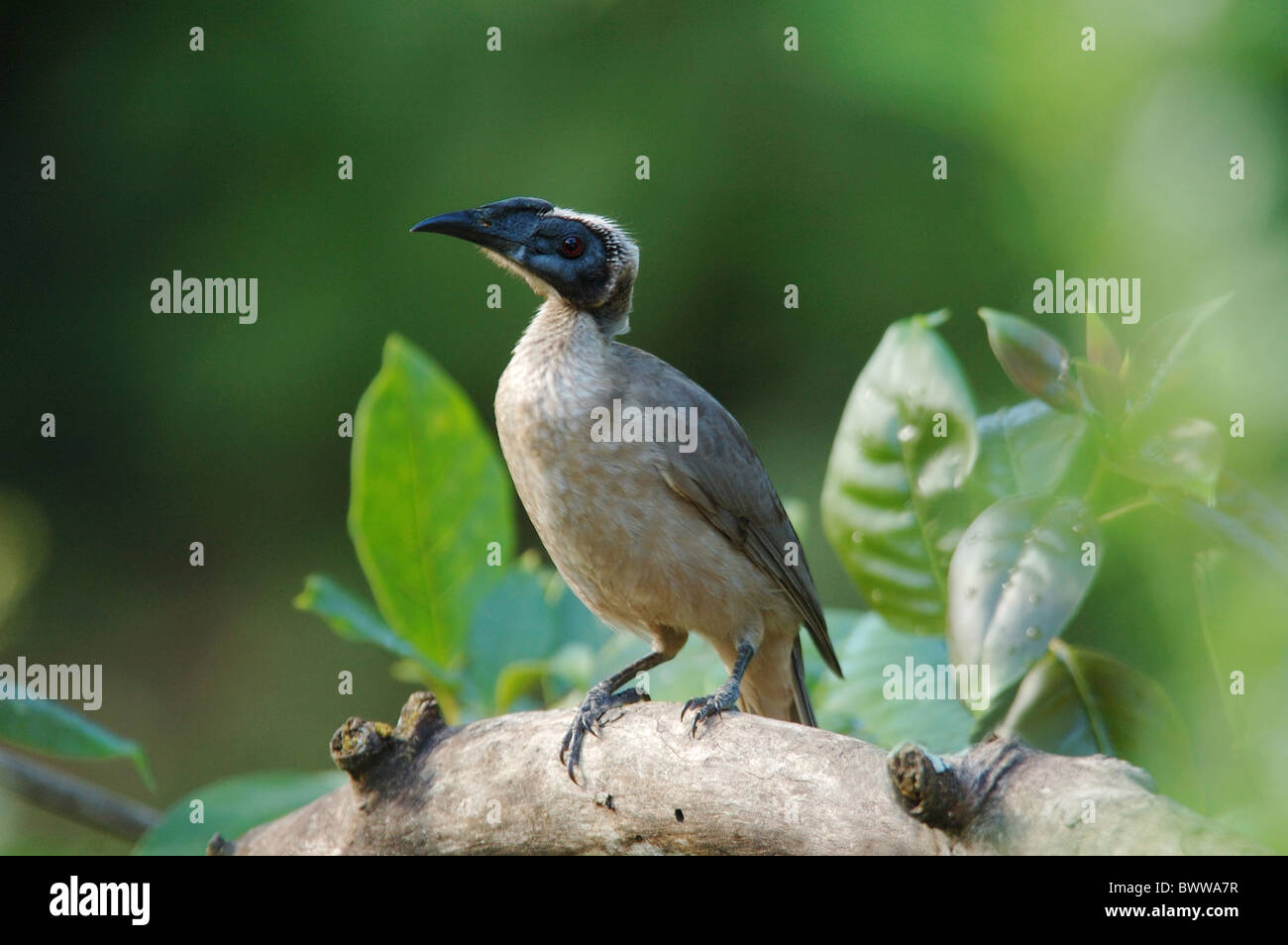 Helmeted Friarbird (Philemon buceroides) adult, perched on branch in rainforest, Daintree, Queensland, Australia, august Stock Photo