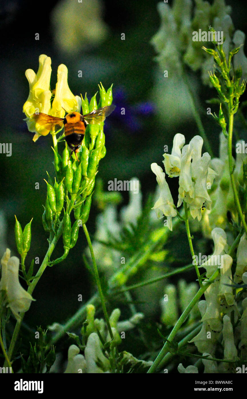 Honey bee pollenating sweet pea flower blossoms Stock Photo