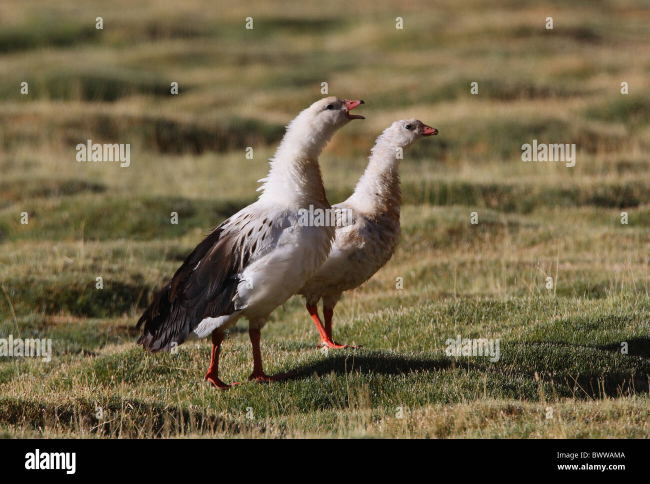 Andean Goose (Chloephaga melanoptera) adult pair, male calling, standing in upland pasture, Salta, Argentina, january Stock Photo
