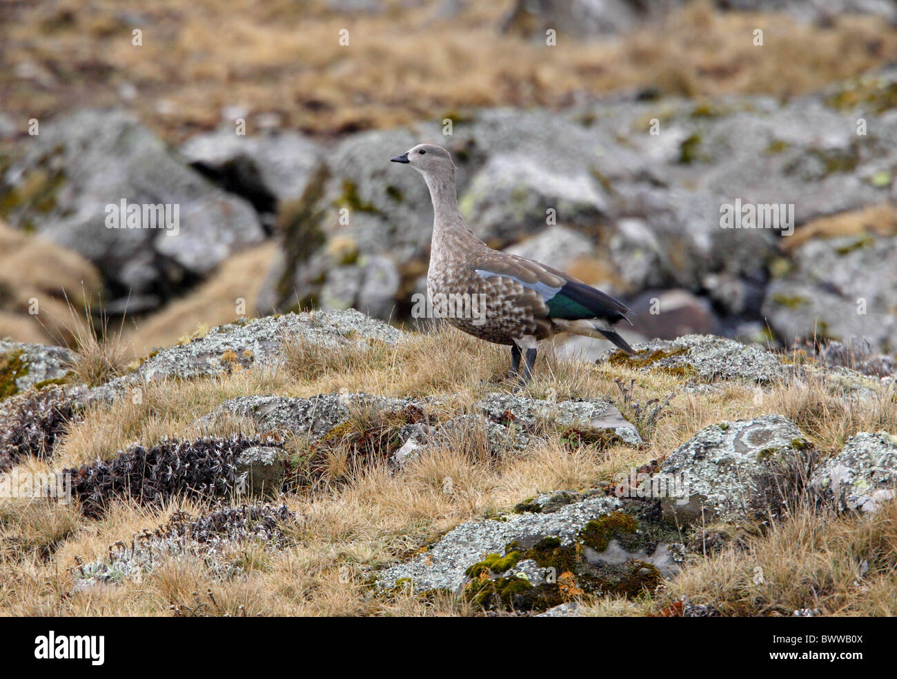 Blue-winged Goose (Cyanochen cyanopterus) adult male, standing in upland moorland, Bale Mountains N.P., Oromia, Ethiopia, april Stock Photo