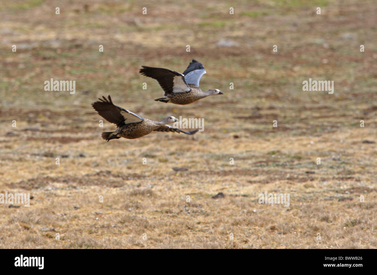 Blue-winged Goose (Cyanochen cyanopterus) adult pair, in flight over upland moorland, Bale Mountains N.P., Oromia, Ethiopia, april Stock Photo