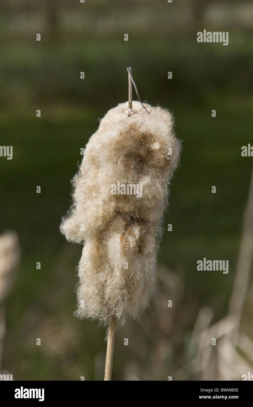 Seed head of a bulrush Stock Photo