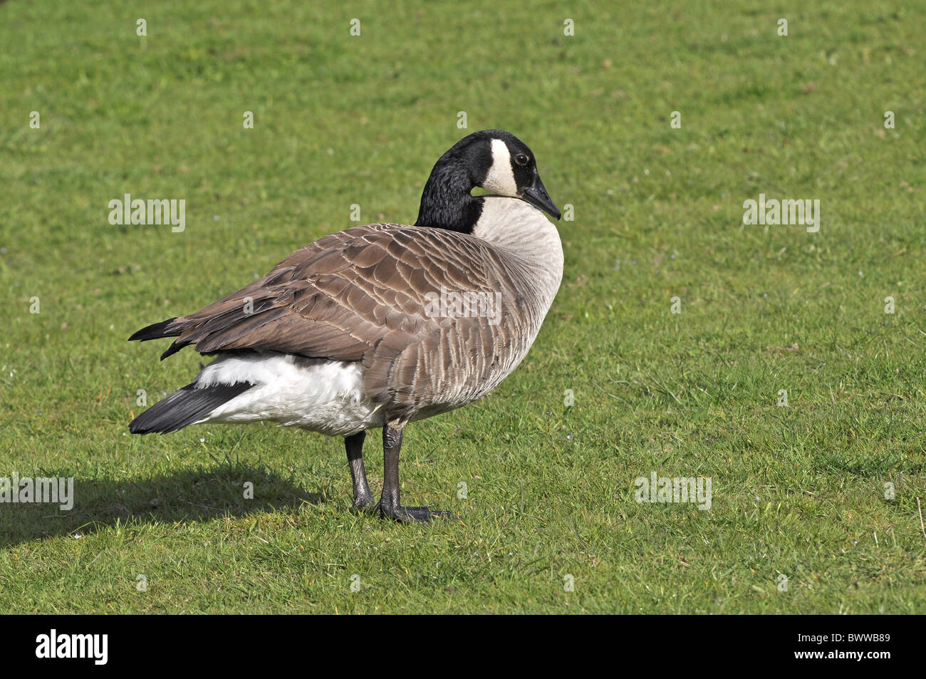 Canada Goose Branta Canadensis Introduced Species Adult Standing On Short Grass West Sussex 6128