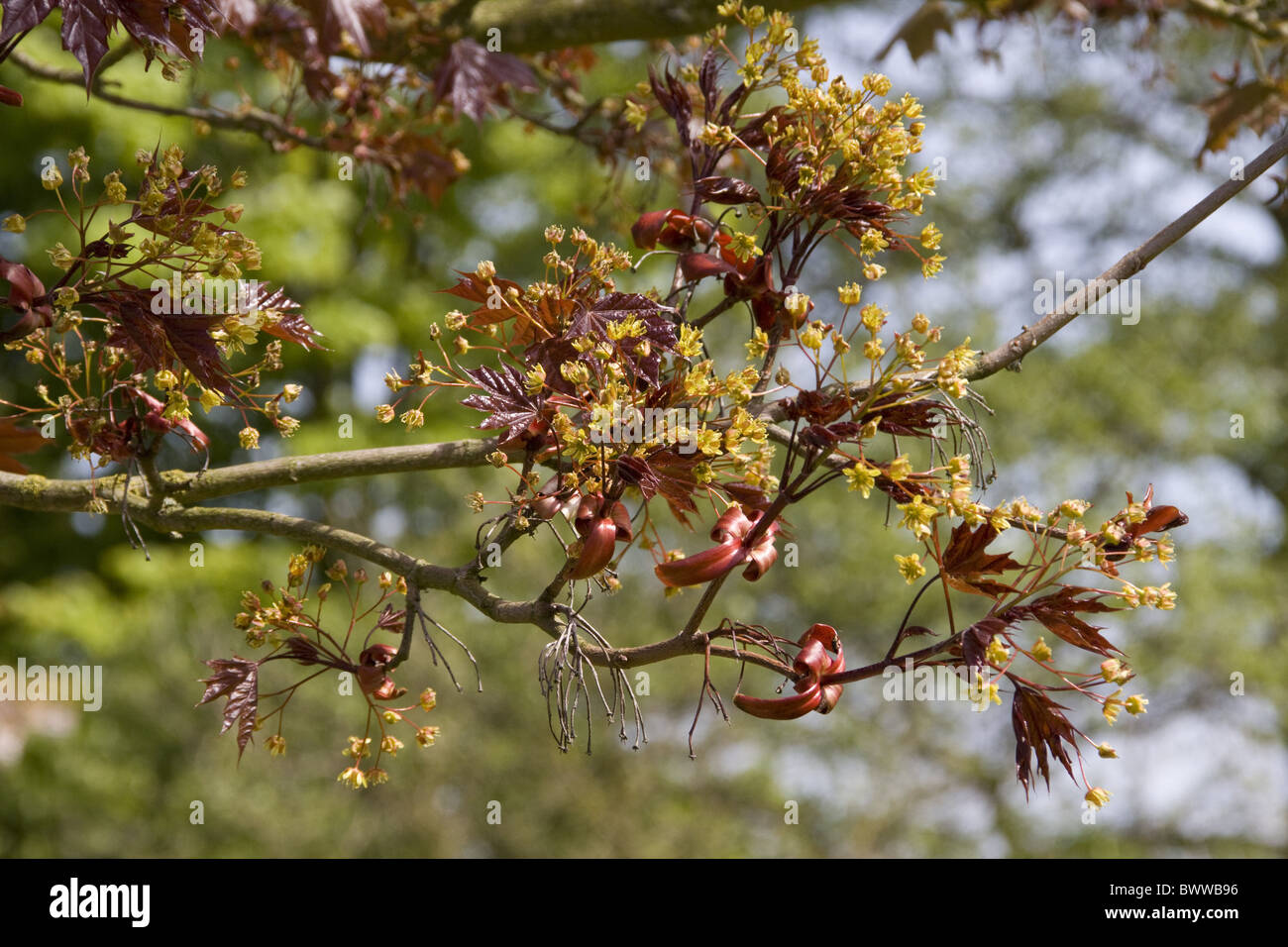 Flowering twig of Norway Maple Stock Photo