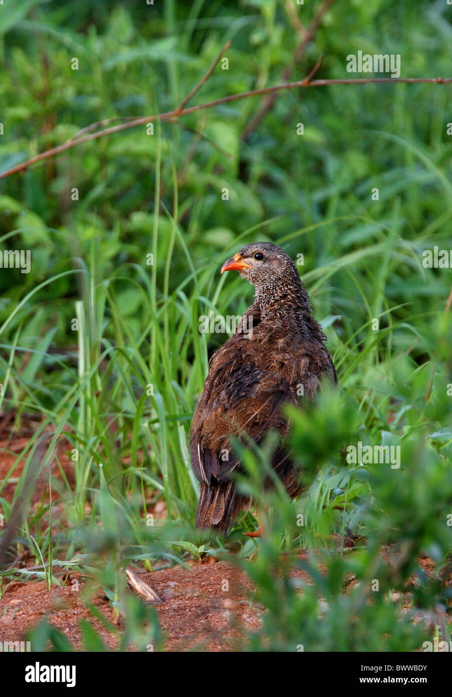 Hildebrandt's Francolin (Francolinus hildebrandti) adult female