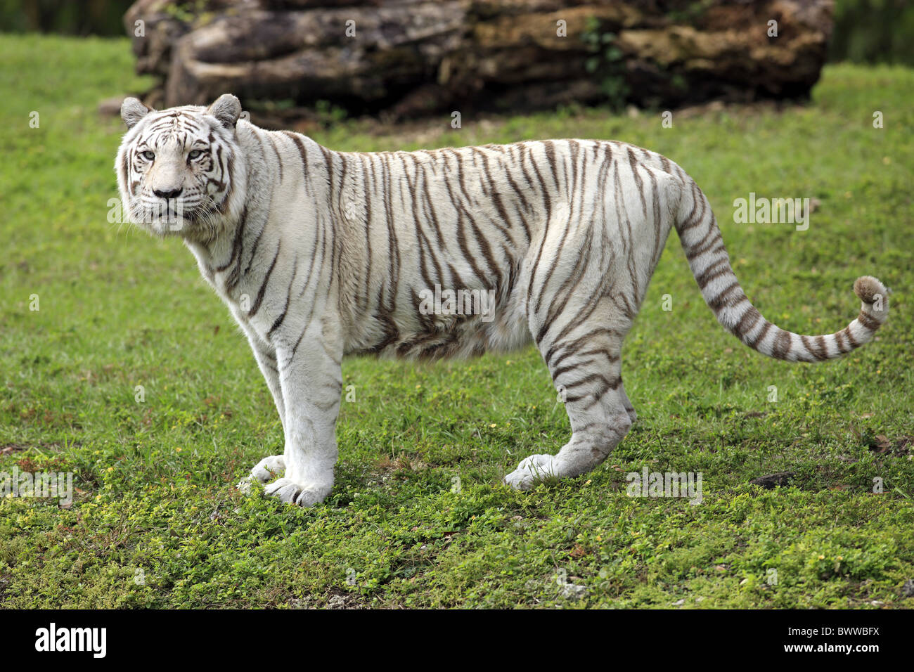 White tiger looking cat 2025