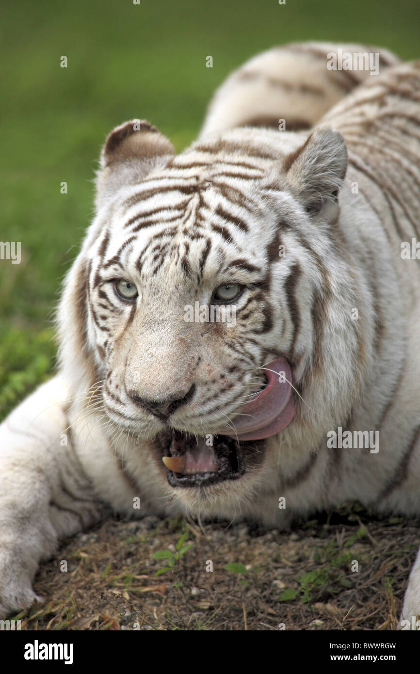 Portrait - close up tiger tigers cat cats carnivore carnivores mammal