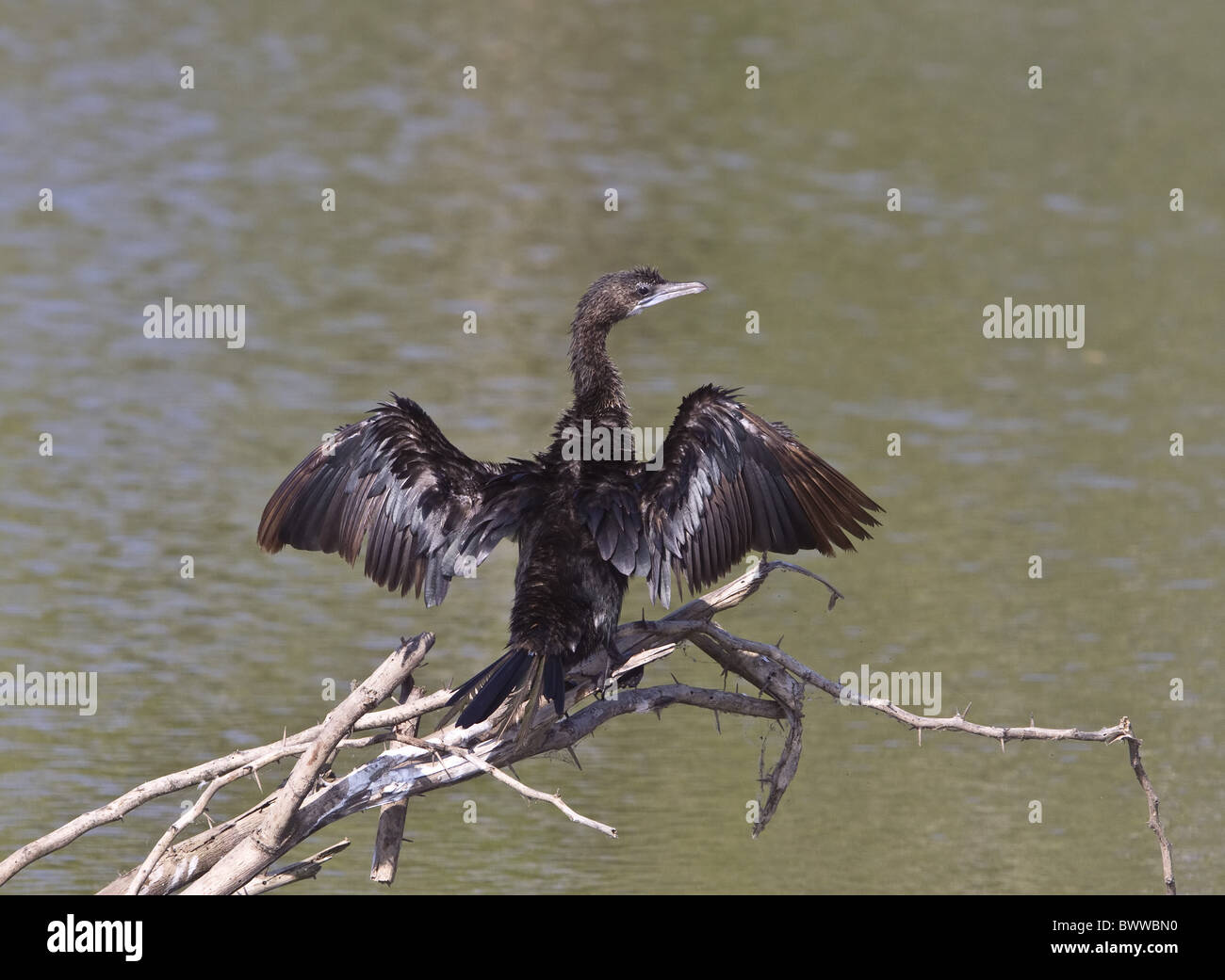 Little Cormorant sunning itself - Sri Lanka Stock Photo