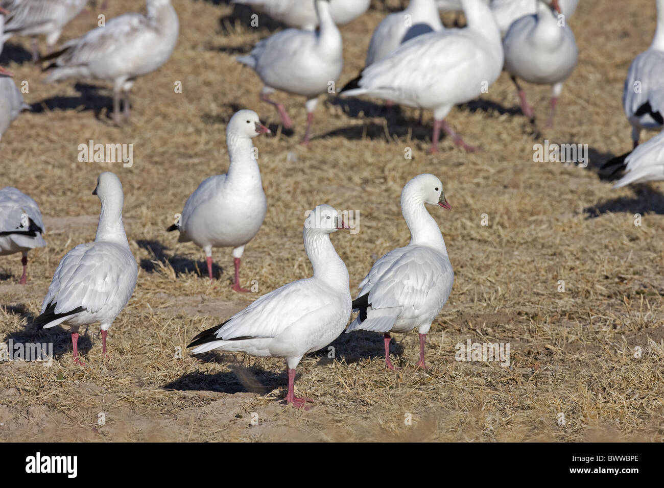 Ross's Goose (Anser rossii) four adults, standing amongst Snow Goose (Anser caerulescens) flock, Bosque del Apache, New Mexico, Stock Photo