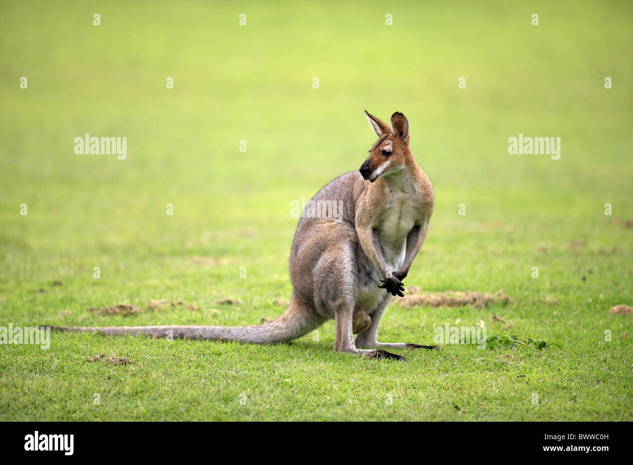 Wallaby Wallabies Herbivore Herbivores Marsupial Marsupials Mammal ...