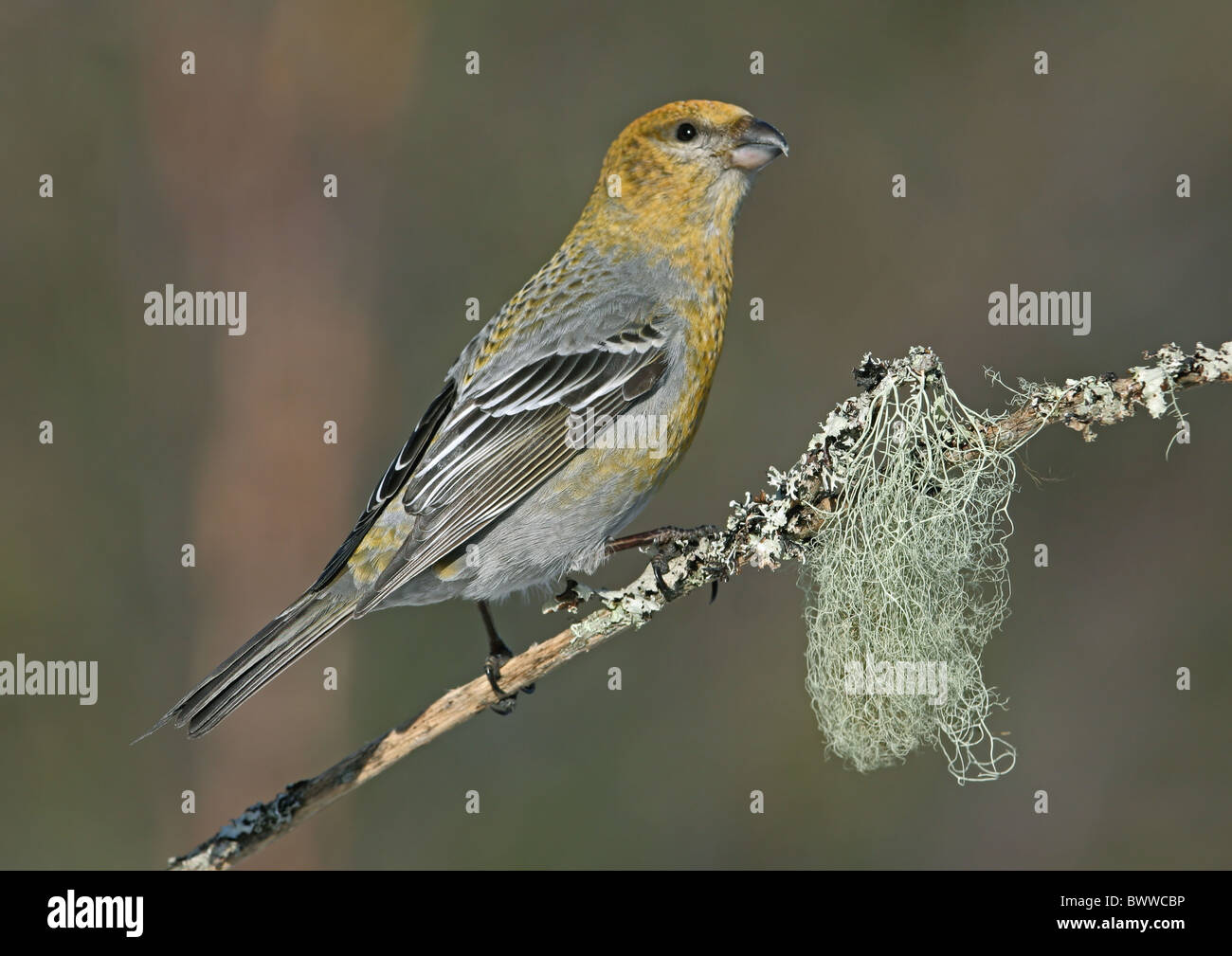 Pine Grosbeak (Pinicola enucleator) adult female, perched on lichen covered twig, Lapland, Finland Stock Photo