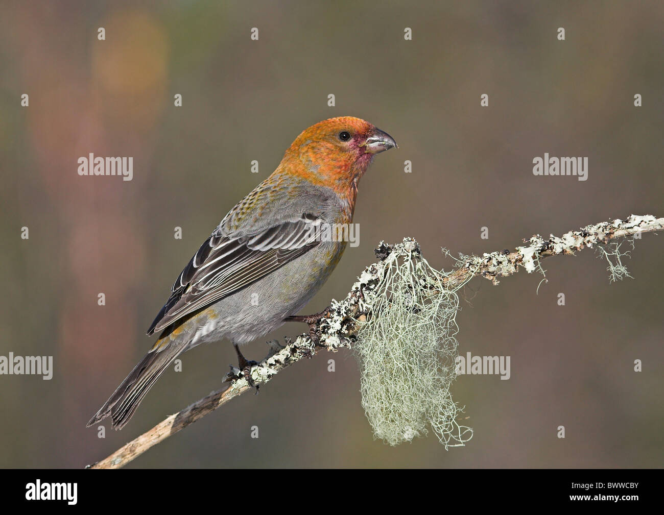 Pine Grosbeak (Pinicola enucleator) immature male, perched on lichen covered twig, Lapland, Finland Stock Photo