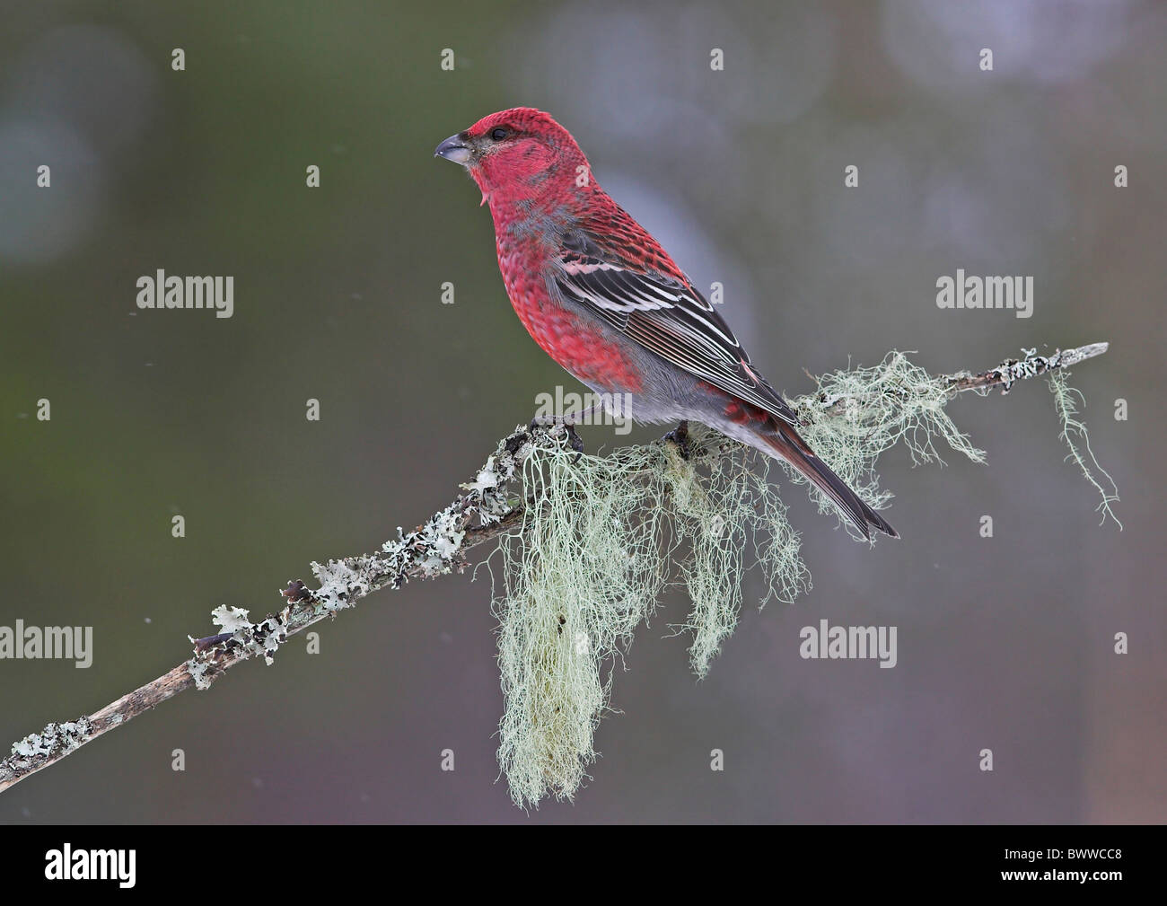 Pine Grosbeak (Pinicola enucleator) adult male, perched on lichen covered twig, Lapland, Finland Stock Photo