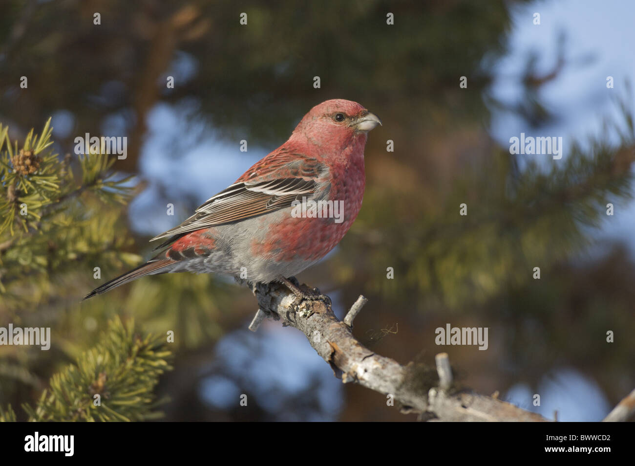 Pine Grosbeak (Pinicola enucleator) adult male, perched on branch in forest, Kaamanen, Inari, Lapland, Finland, spring Stock Photo