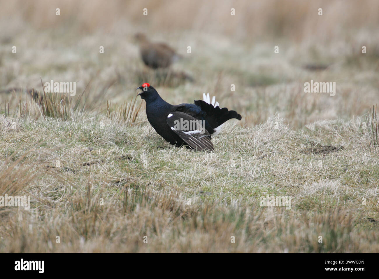Black Grouse (Tetrao tetrix) adult male, calling at lek, with female in background, Cumbria, England, april Stock Photo
