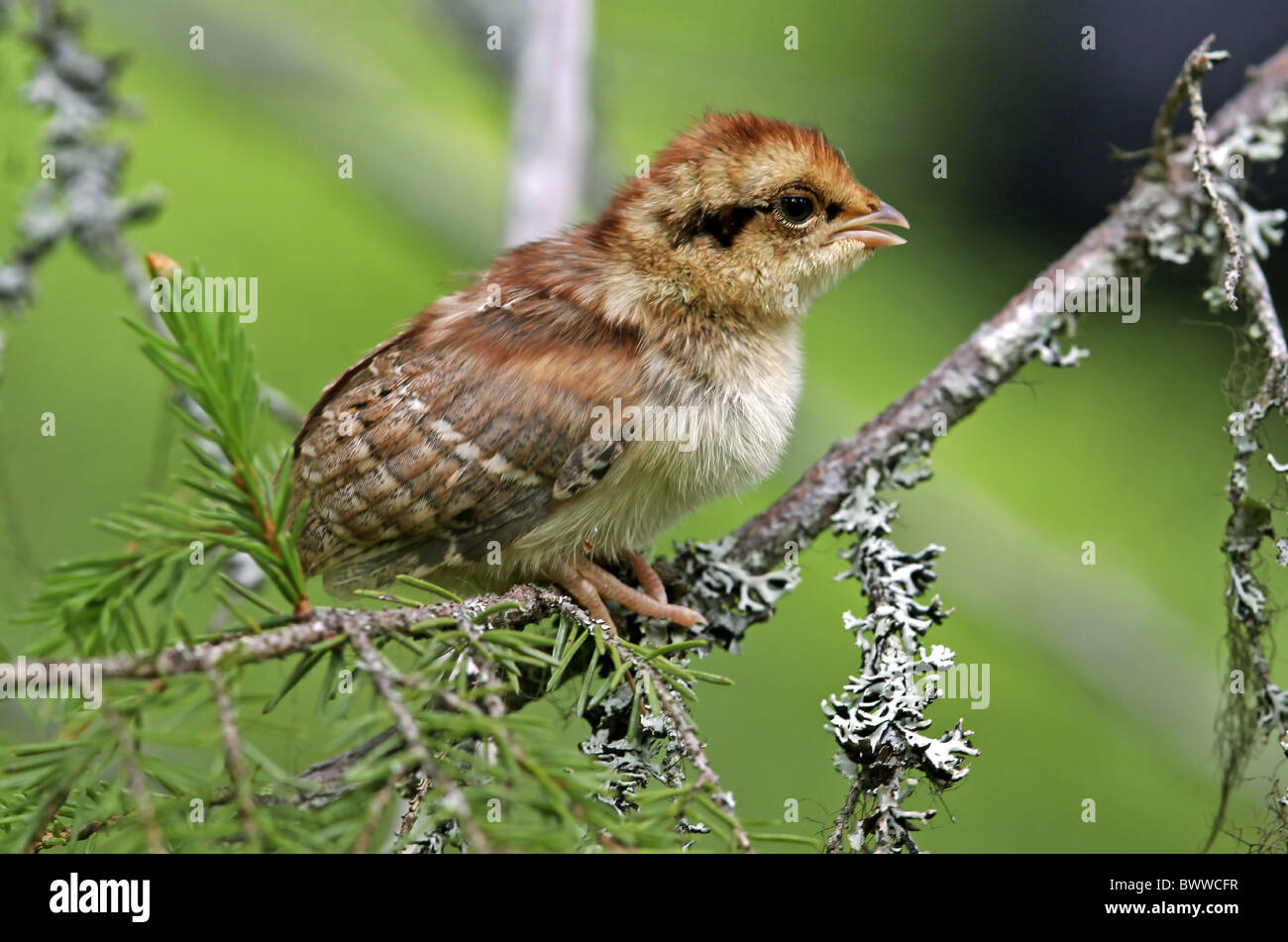 Hazel Grouse (Bonasa bonasia) chick, perched on branch, Finland, july Stock Photo