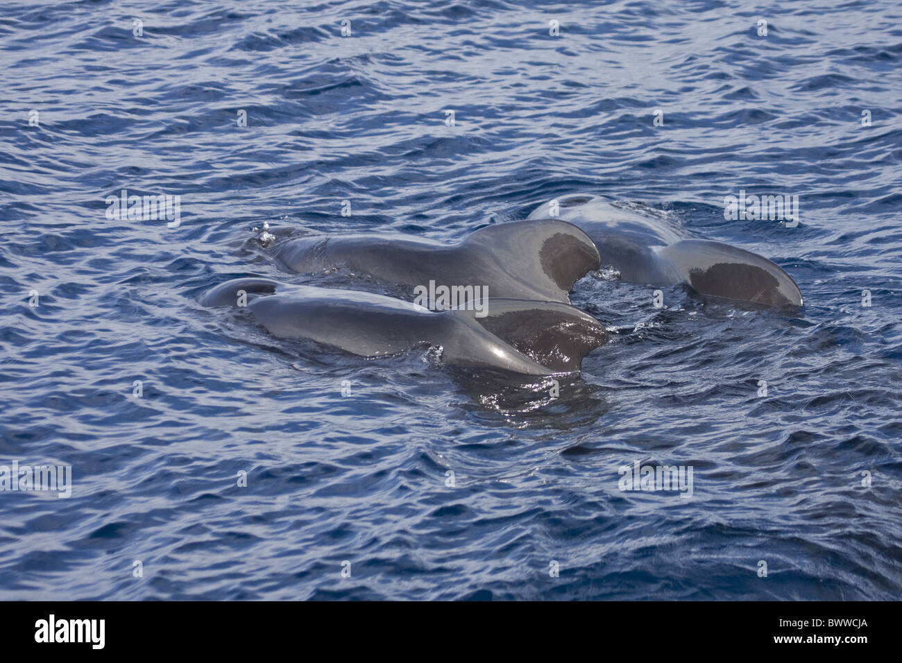 whale whales "toothed whale" "toothed whales" cetacean cetaceans mammal
