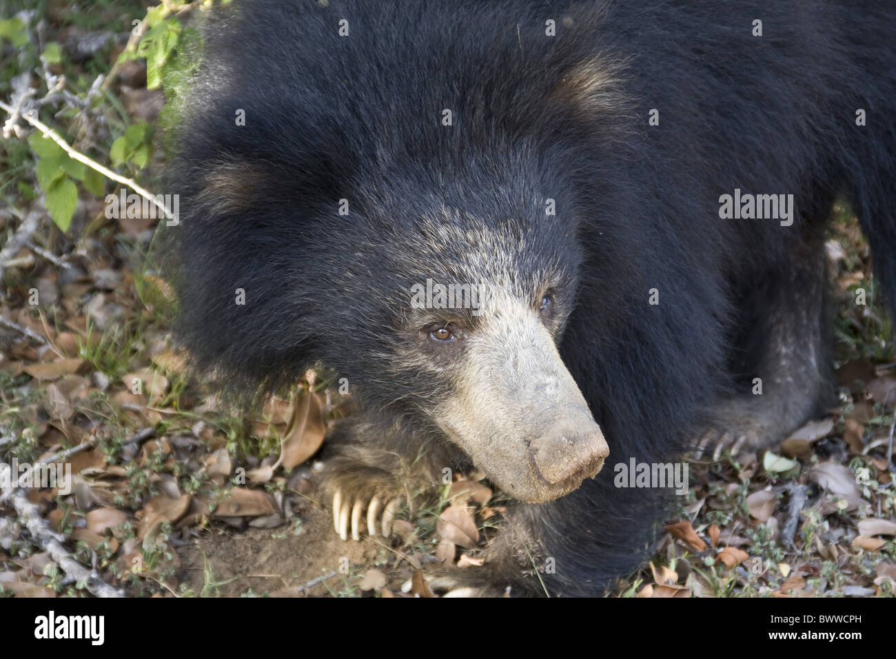 Sloth Bear Yala National Park Sri Lanka Stock Photo Alamy