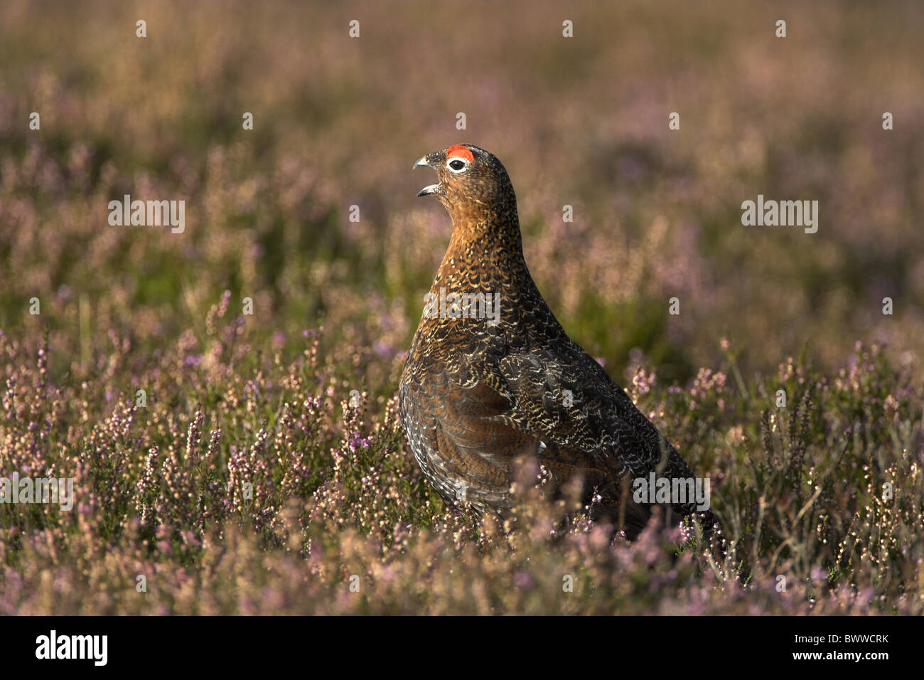 Red Grouse  lagopus scoticus Stock Photo