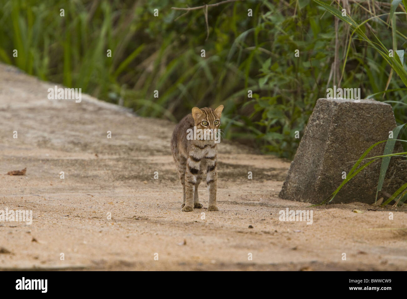 Rusty spotted cat she has been frighten by Indian Stock Photo