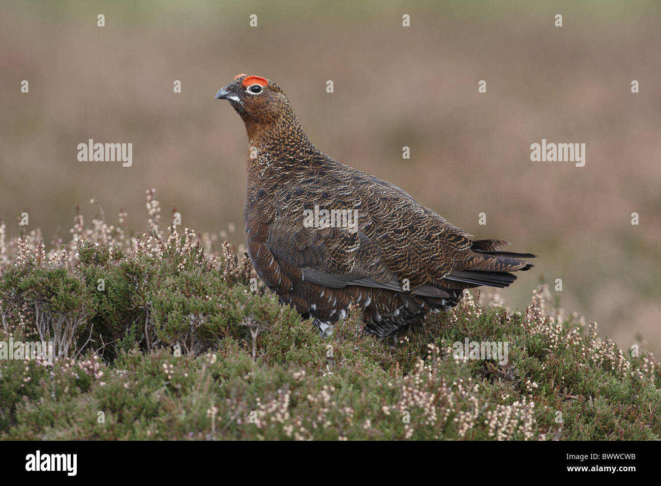 Red Grouse (Lagopus lagopus scoticus) adult male, standing amongst heather on moorland, North Yorkshire, England, october Stock Photo