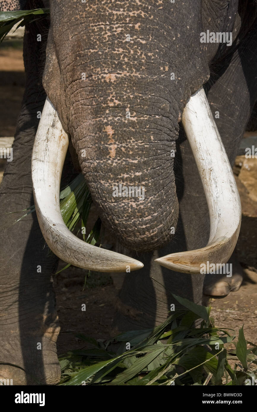 Asian Elephant ivory tusks Stock Photo - Alamy
