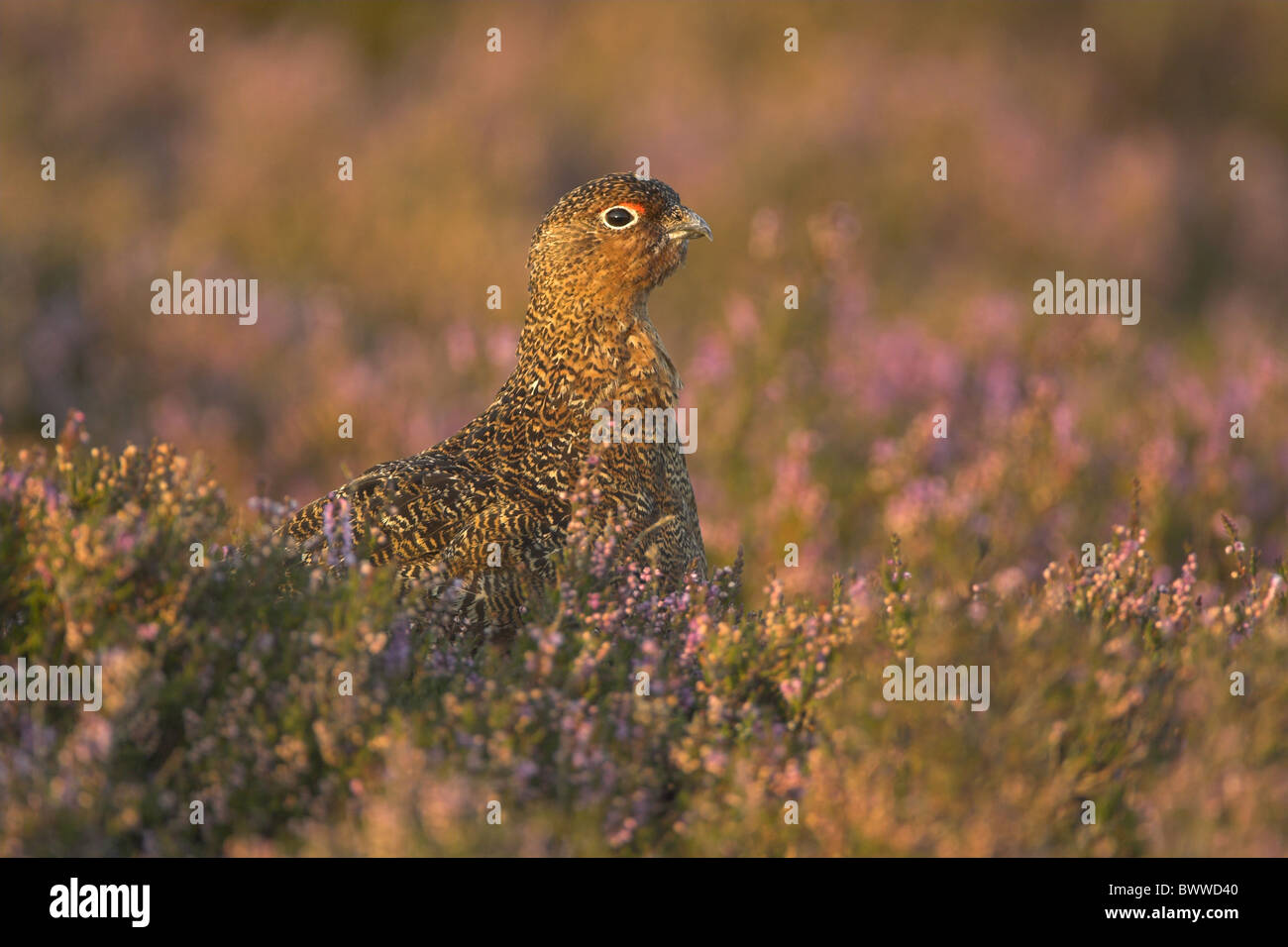 Red Grouse (Lagopus lagopus scoticus) adult male, standing amongst flowering heather in late evening sunlight, Lammermuir Hills, Borders, Scotland, summer Stock Photo