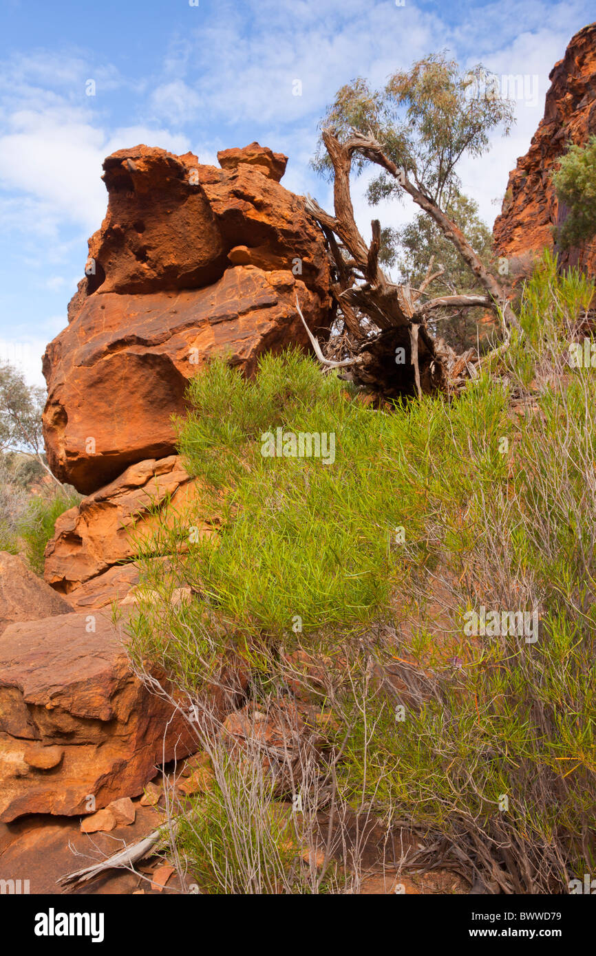 Rocky red sandstone cliff in Homestead Creek Gorge in Mutawintji National Park north of Broken Hill in New South Wales Stock Photo