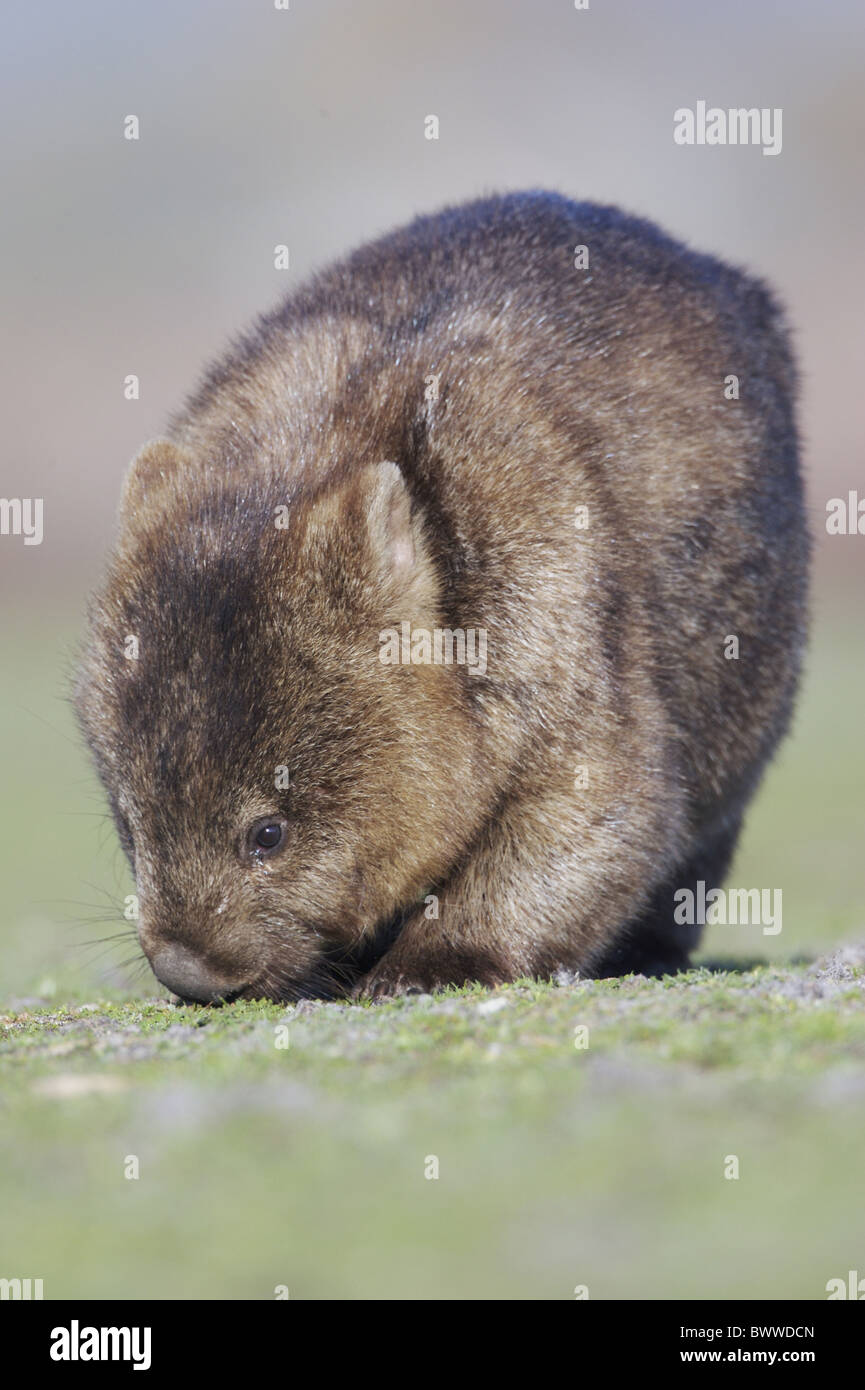 wombat wombats australia australian australasia australasian herbivore herbivores marsupial