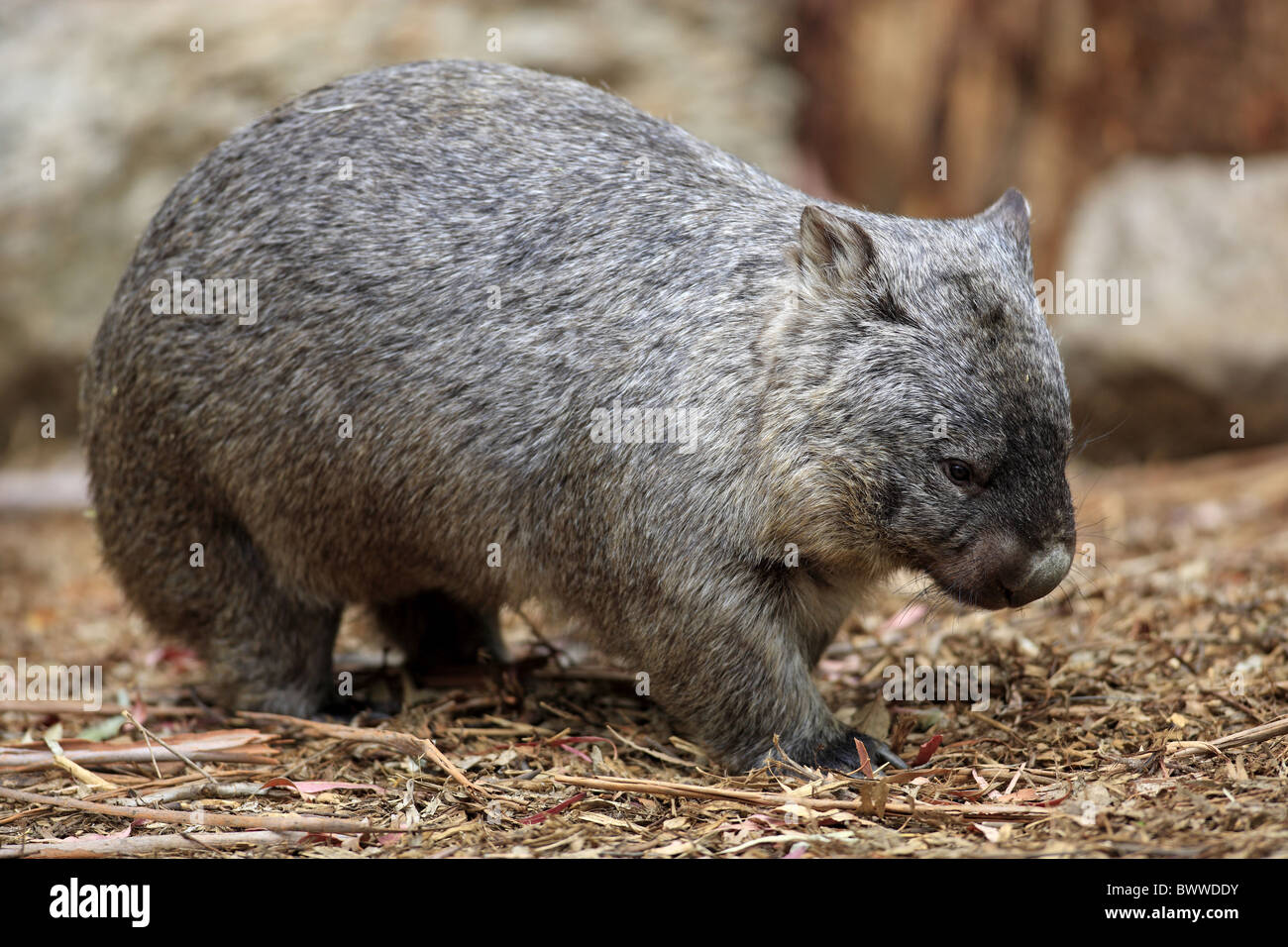 auf Boden - on ground wombat wombats australia australian australasia  australasian herbivore herbivores marsupial marsupials Stock Photo - Alamy