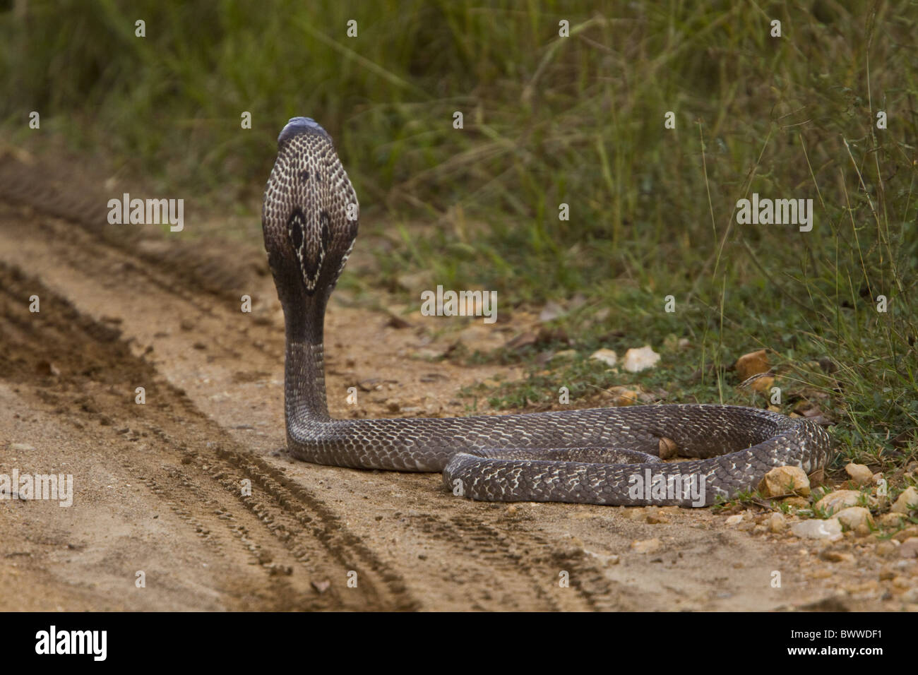 Indian Cobra At Udawalawe National Park Sri Lanka Stock Photo