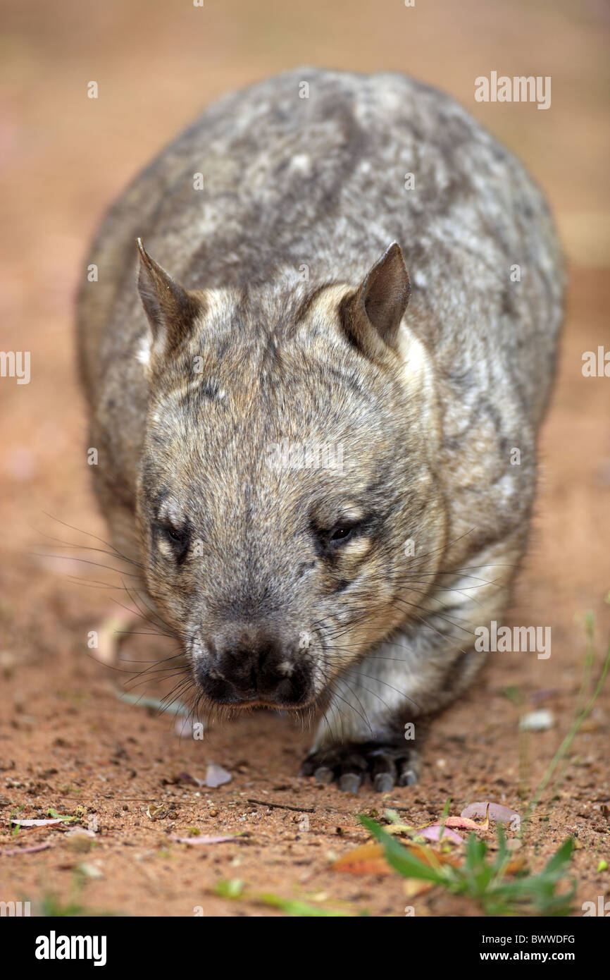 laufend - walking - running wombat wombats australia australian australasia australasian herbivore herbivores marsupial Stock Photo