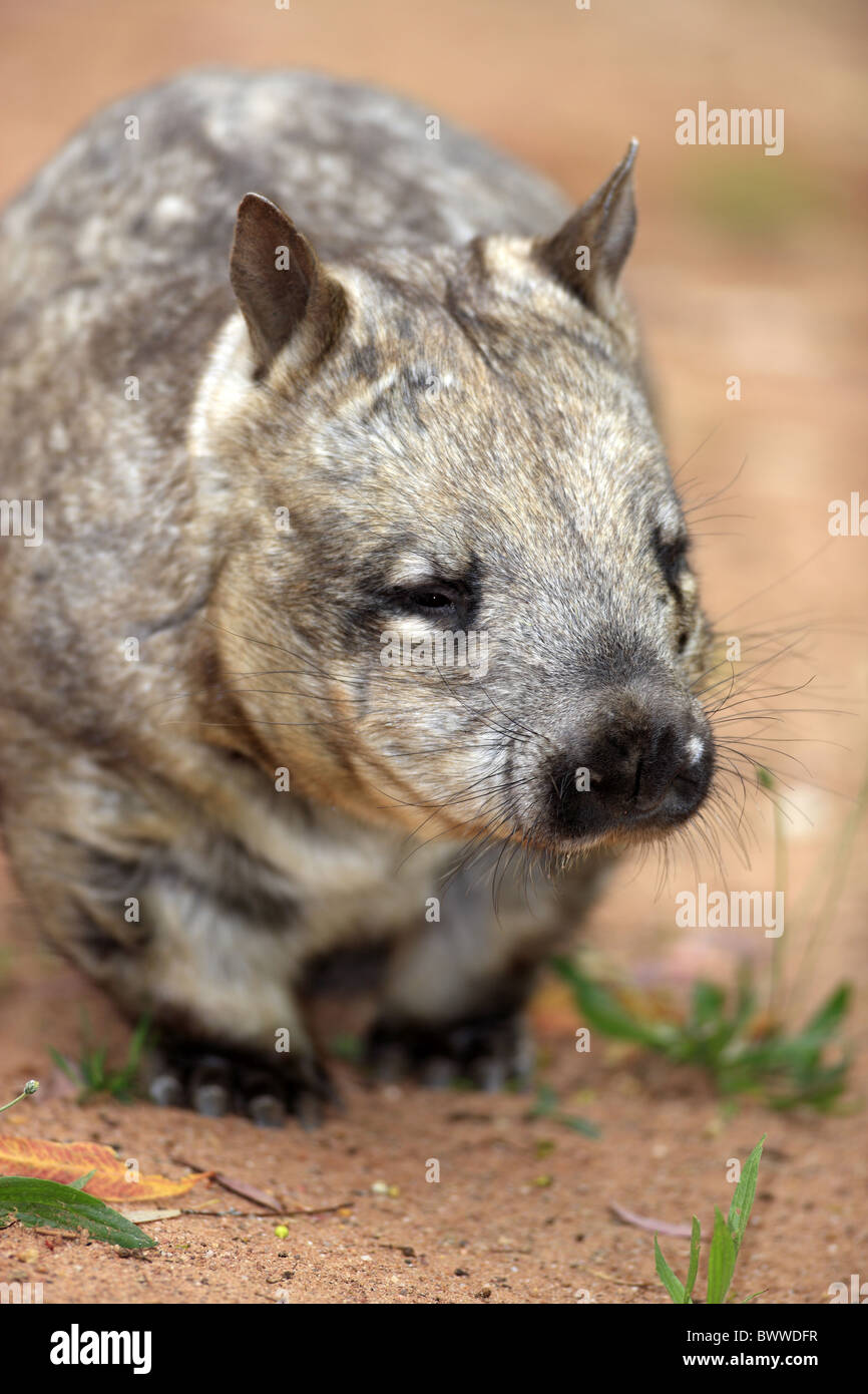 laufend - walking - running wombat wombats australia australian australasia australasian herbivore herbivores marsupial Stock Photo