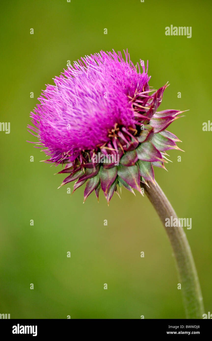 isolated purple thistle Stock Photo