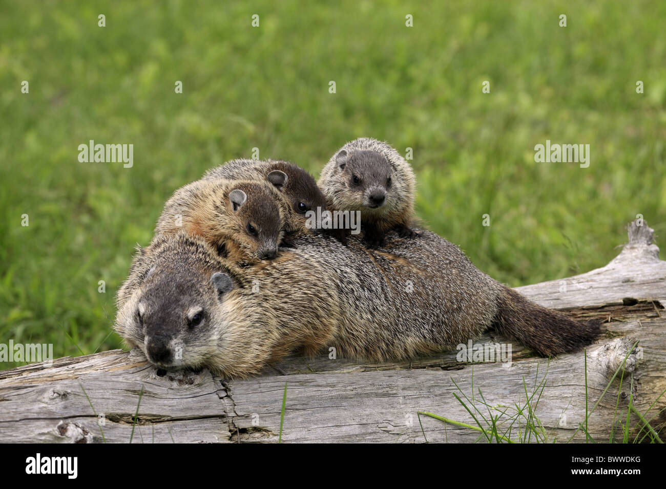 Adult Woodchuck Stock Photos &amp; Adult Woodchuck Stock