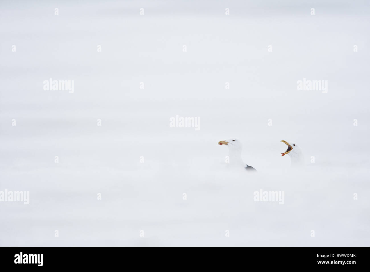 Great Black-backed Gull (Larus marinus) two adults, calling, standing in snow on frozen lake, Lokka, Sodankyla, Finland, winter Stock Photo