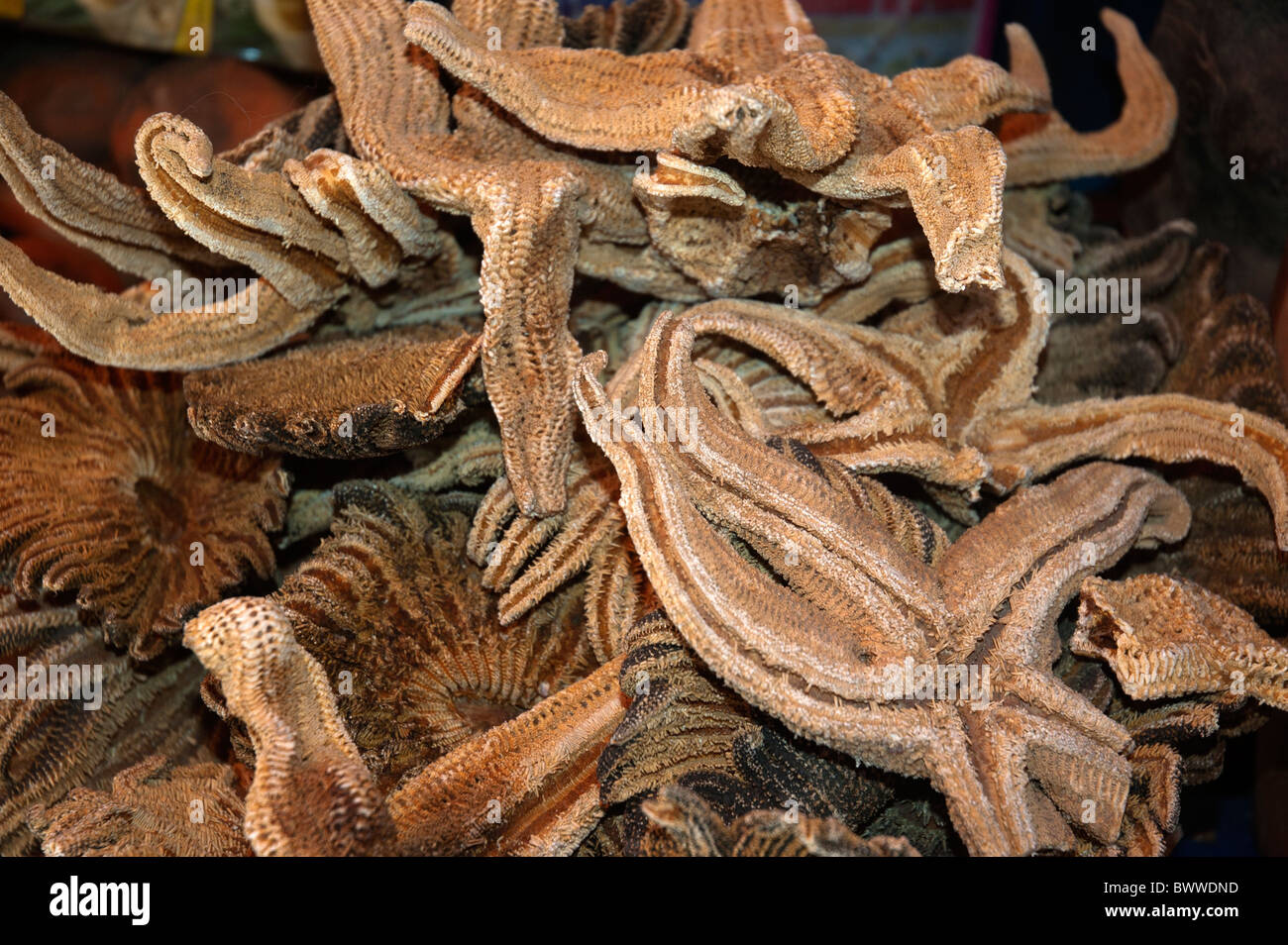 Dried starfish for sale for traditional medicine and magical rites, in the Witches Market, La Paz, Bolivia. Stock Photo