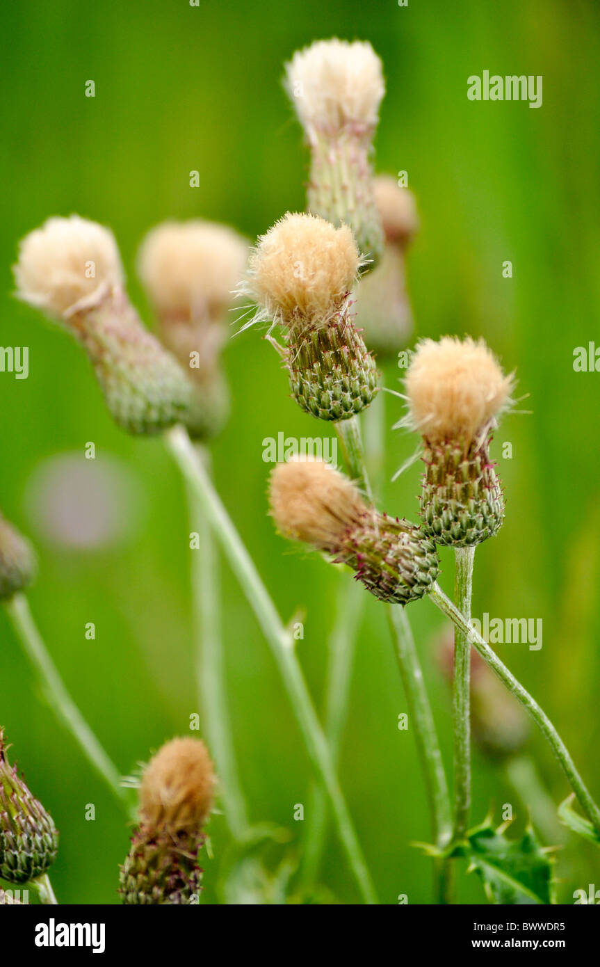 lemon grass seeds for planting Lemongrass Seeds  Park Seed