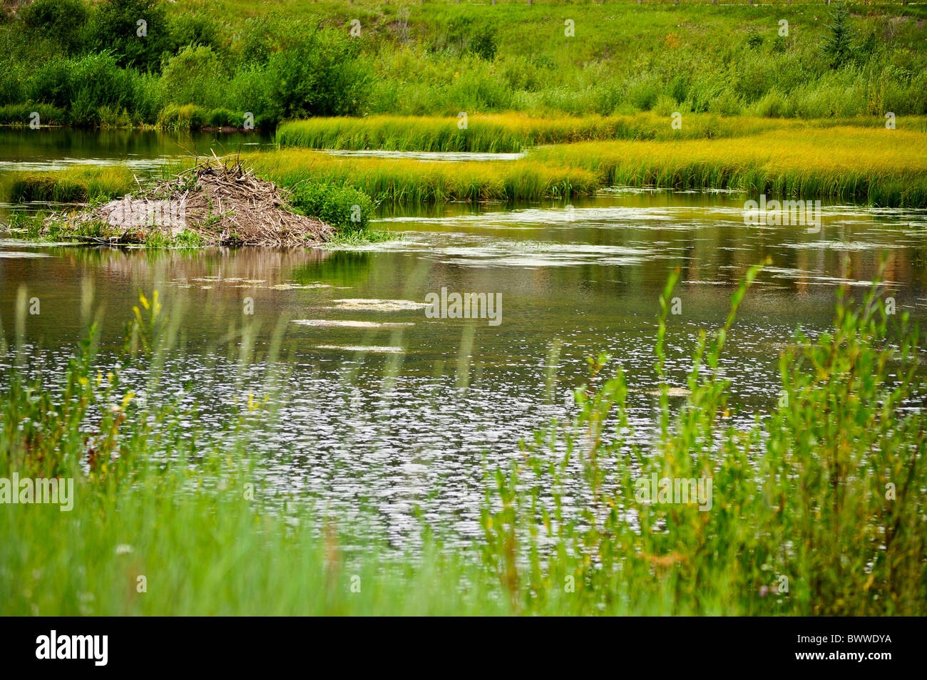 beaver pond Stock Photo
