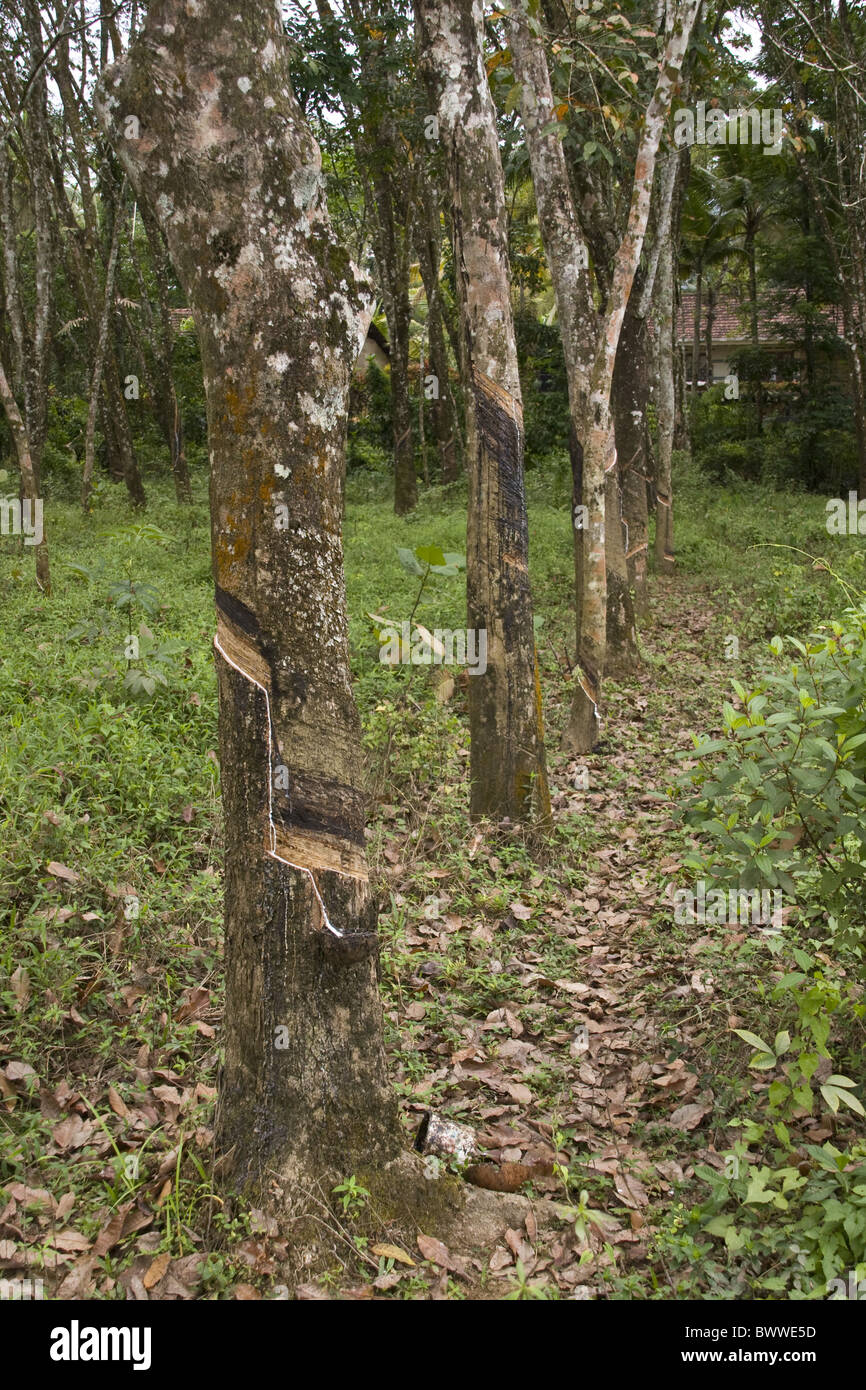 Tree being tapped extract latex rubber. Sri Lanka Stock Photo Alamy
