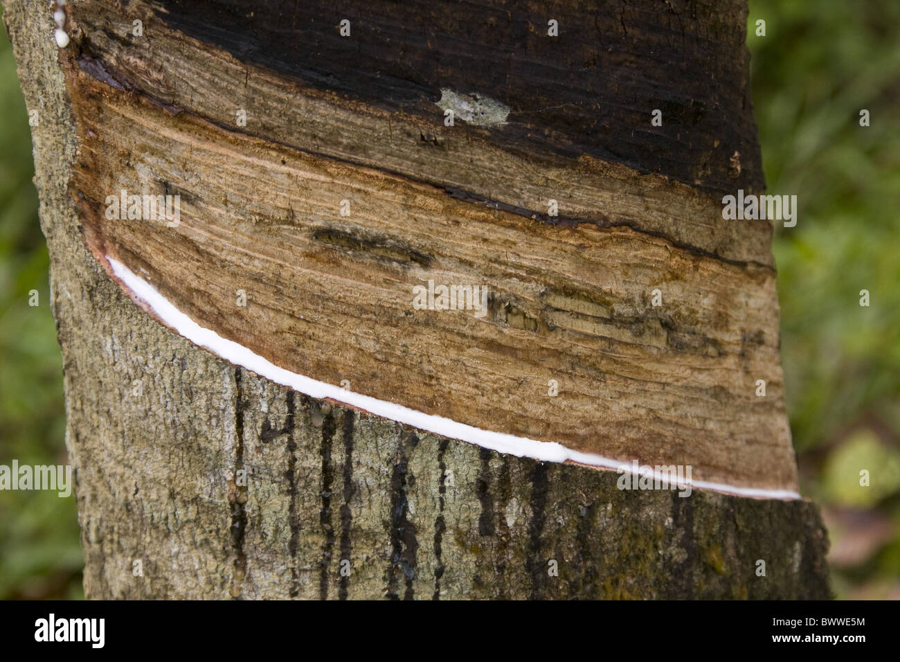 Rubber Tree Extract Tree being tapped extract latex rubber. Sri Lanka Stock Photo - Alamy
